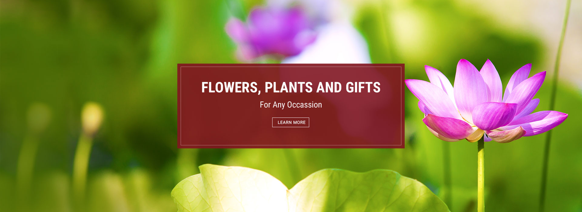 Flowers, Plants and Gift