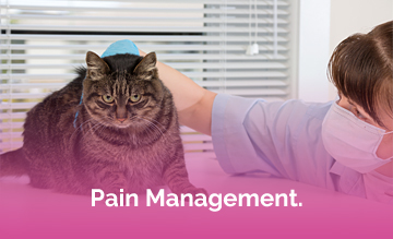 Pain Management