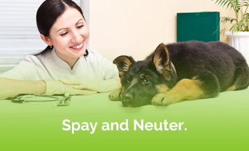 Spay and Neuter